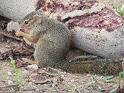 gambian_sun_squirrel_-_ekorn_ -_wiewiorka_gambijska